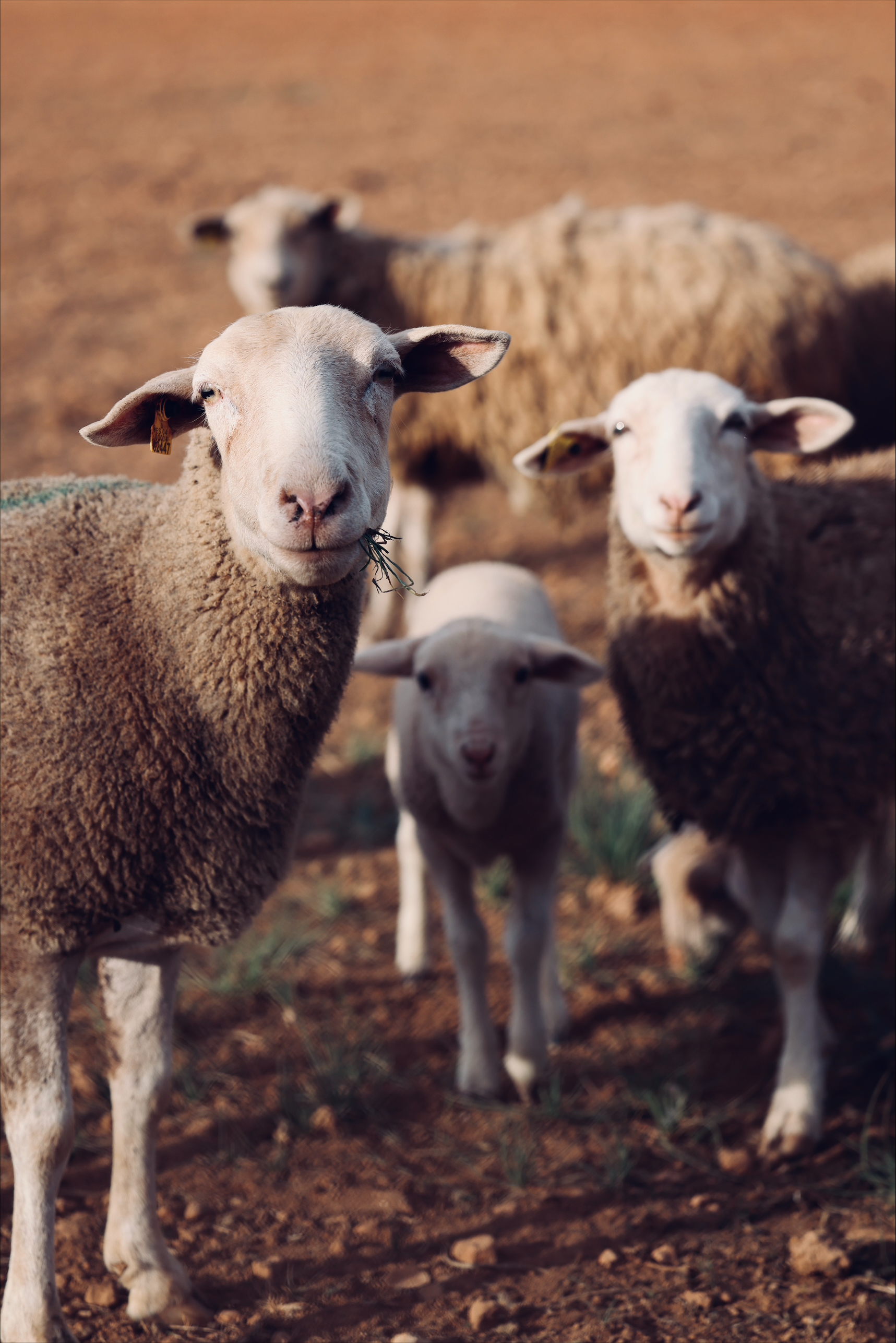 fotografia de unas simpáticas ovejas mirando a cámara, ganadora del concurso fotografía Sant Antoni Rural 2024