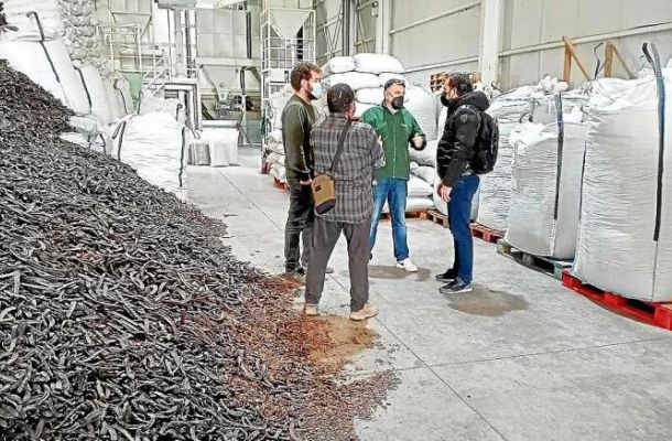 La cooperativa agrícola de Sant Antoni estudia la mejora de la planta de procesado de algarroba