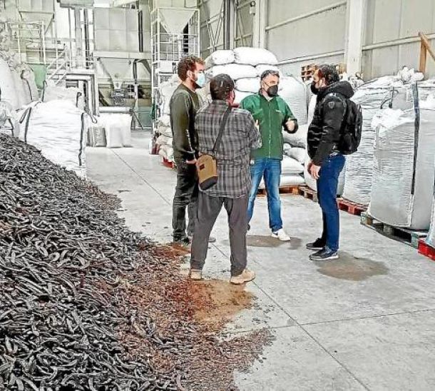 The Sant Antoni agricultural cooperative is studying the improvement of the carob processing plant