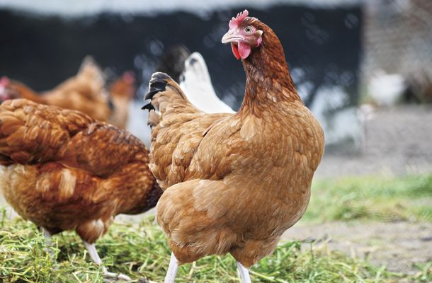 Nuestros piensos para gallinas en Ibiza