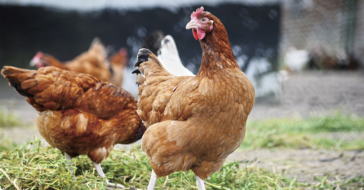 Nuestros piensos para gallinas en Ibiza