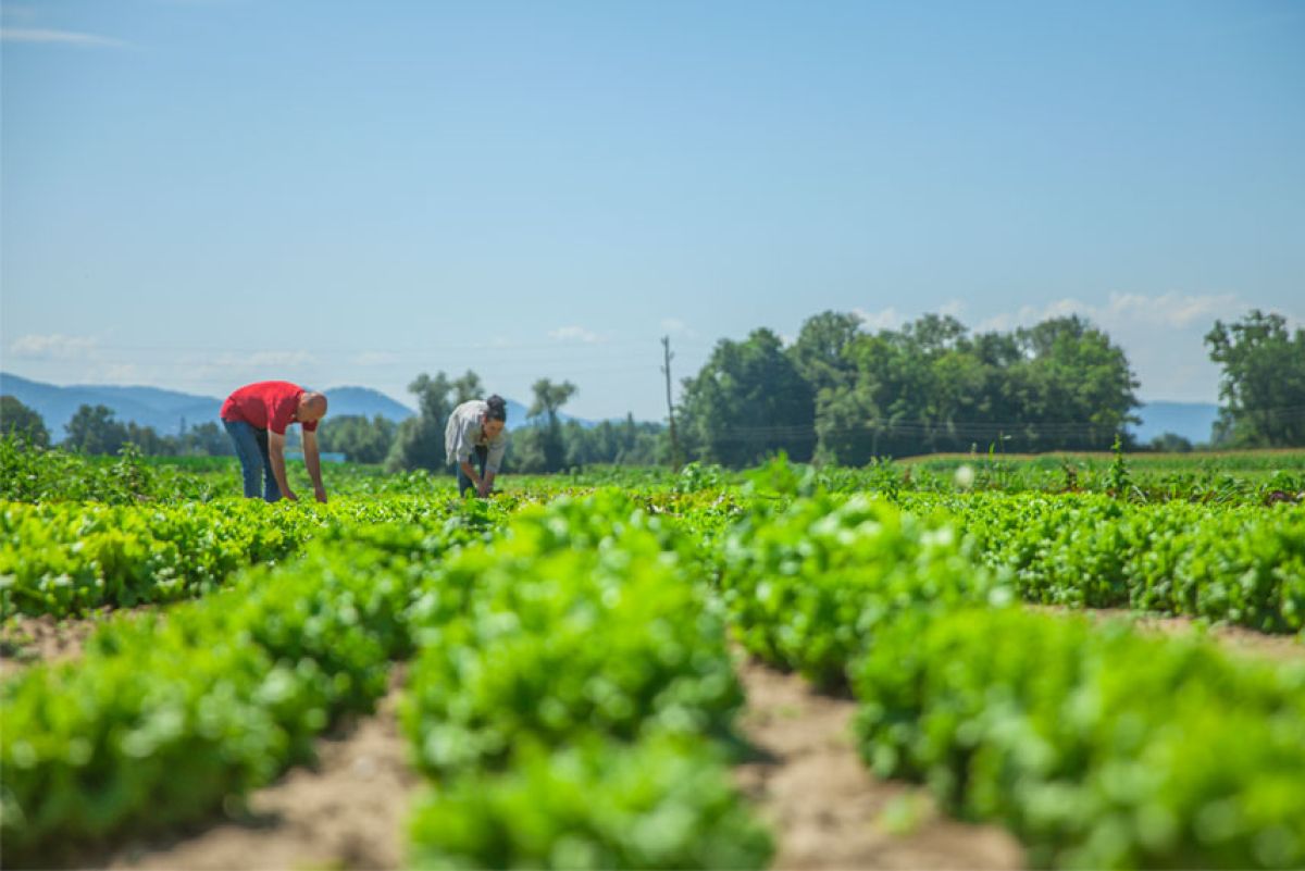 Ibiza's organic farming continues to grow after 9 years of growth