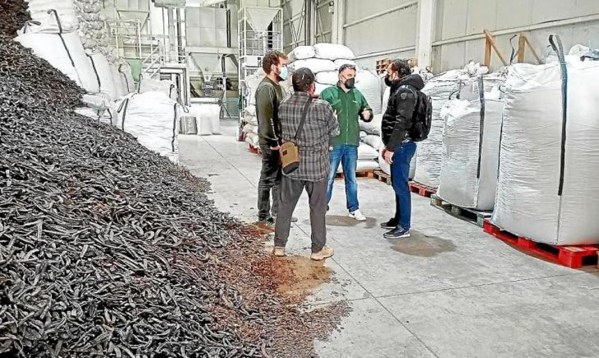 The Sant Antoni agricultural cooperative is studying the improvement of the carob processing plant