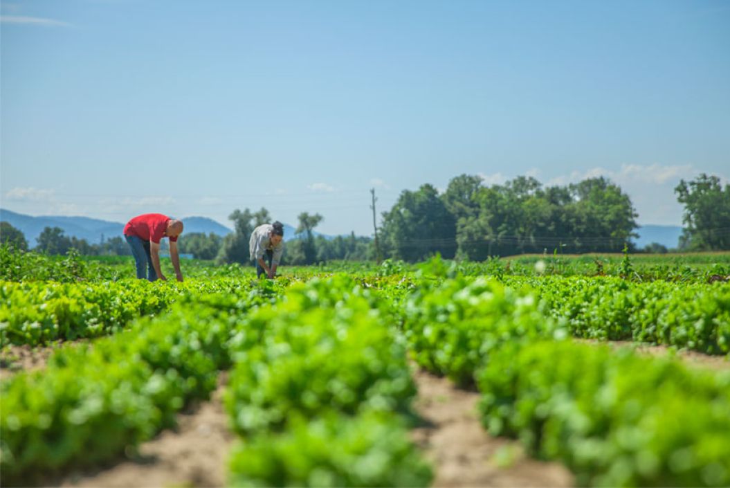 L'agricultura ecològica d'Eivissa segueix en alça després de 9 anys de creixement